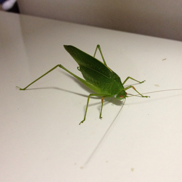 このバッタの名前 秋ぐらいからいまだにいます スイッチョン 人力検索はてな