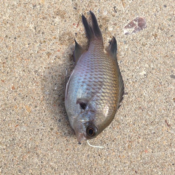 堤防でこんな魚が釣れました。なんて名前の魚でしょうか