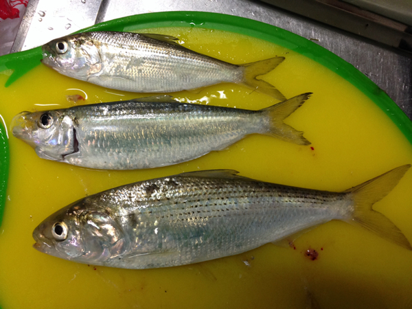 この魚の名前を教えてください。海で釣りました。u2026 / 鰭の特徴がよく 