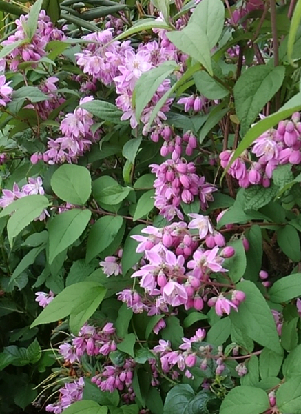 この花の名前を教えてください ウツギの花が桃色になる園芸品種で サクラウツギ 人力検索はてな